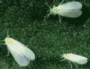 Plagas : moscas blancas